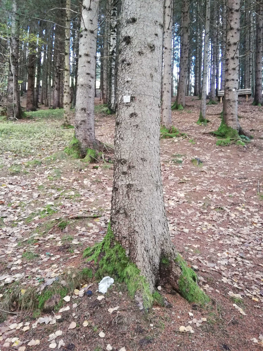 Naturbestattung Waldesruhe Mittersill 