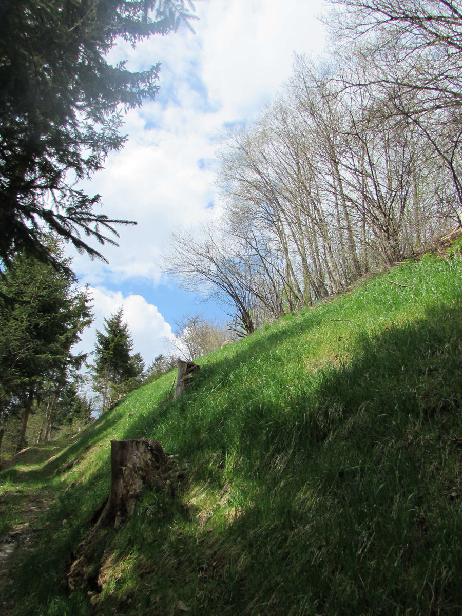 Hang bei der Naturbestattung Waldesruhe Mittersill