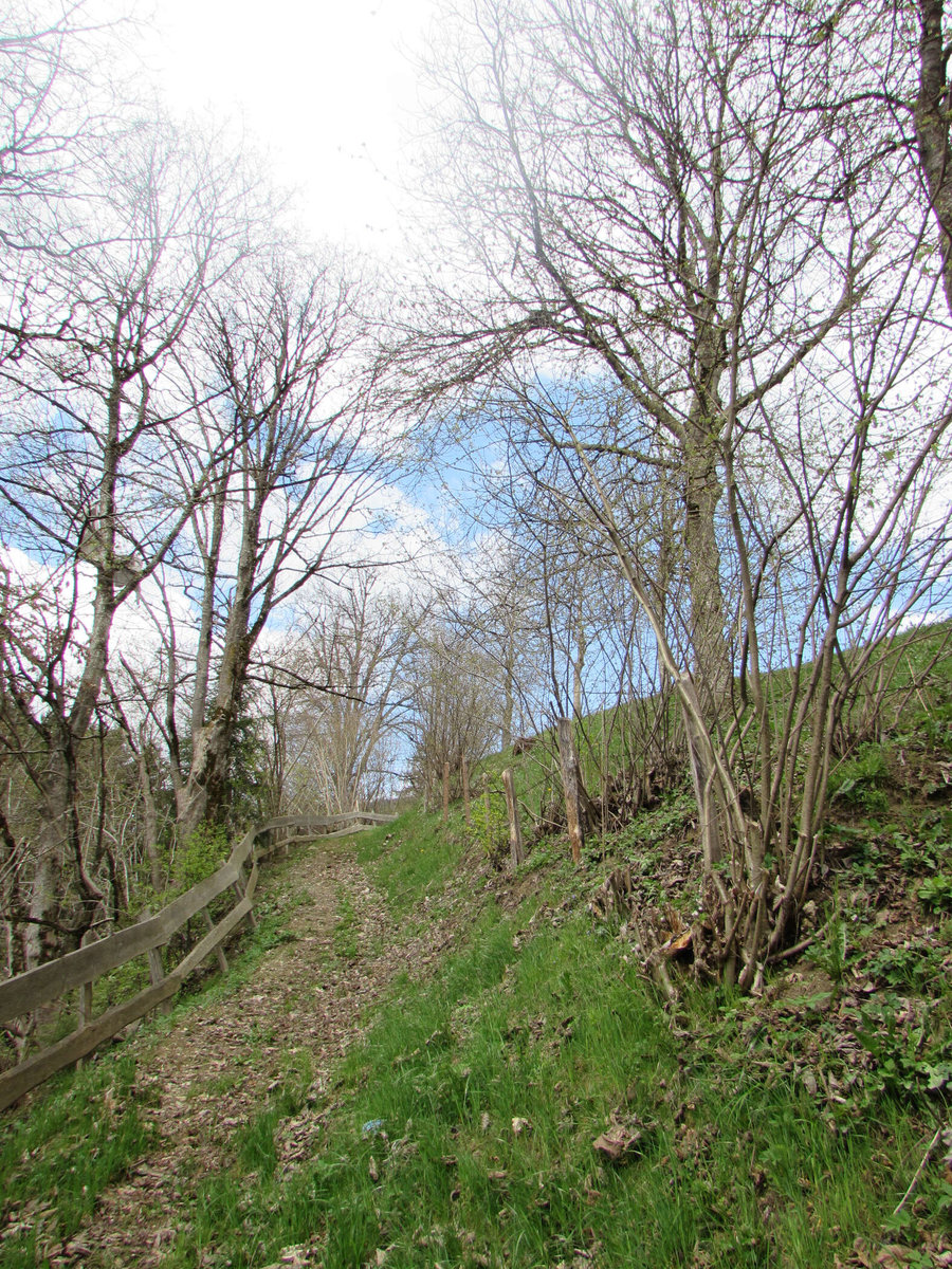 Weg zur Naturbestattung Waldesruhe Mittersill 