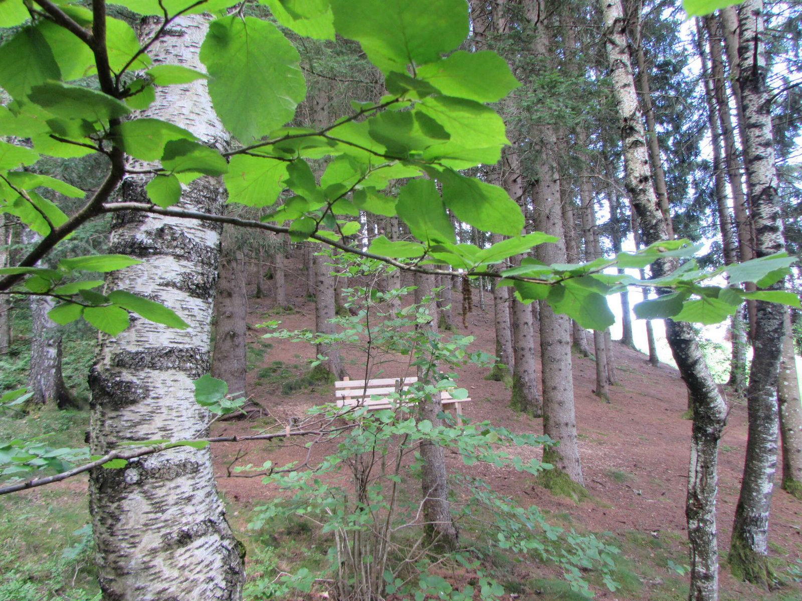 Sitzbank bei der Naturbestattung Waldesruhe Mittersill 