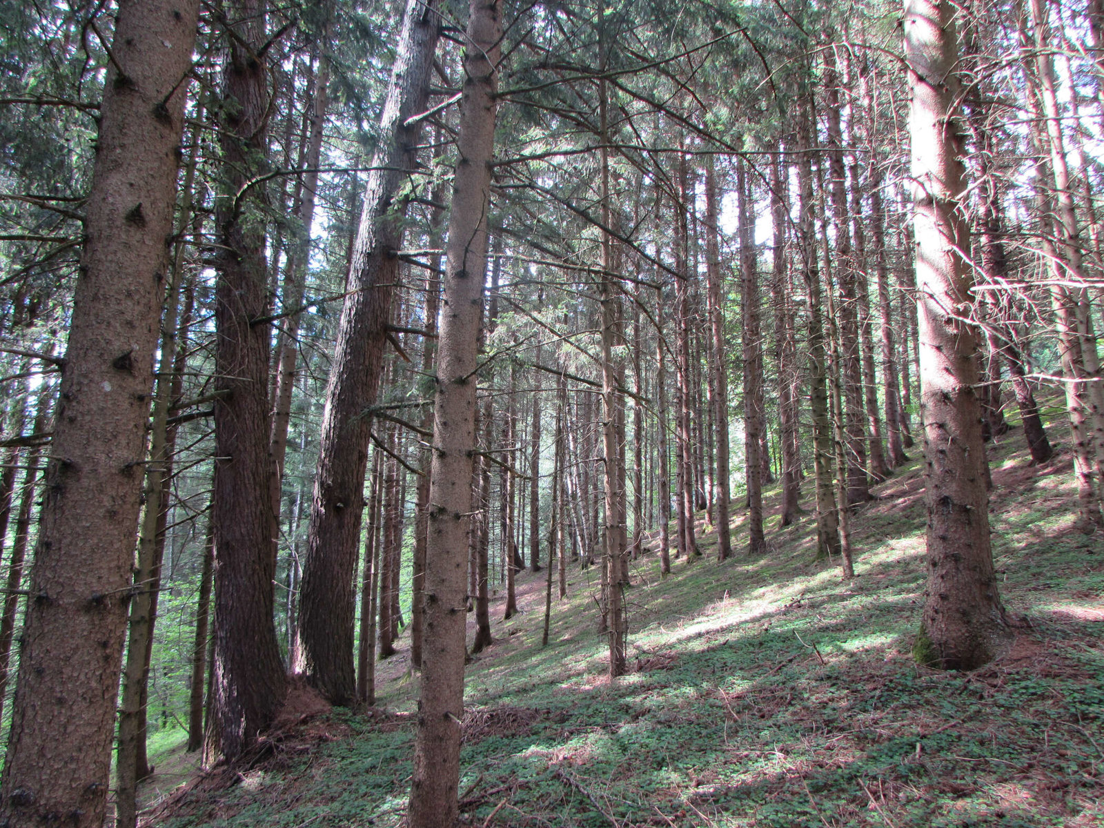 Wald der Naturbestattung Waldesruhe Mittersill 