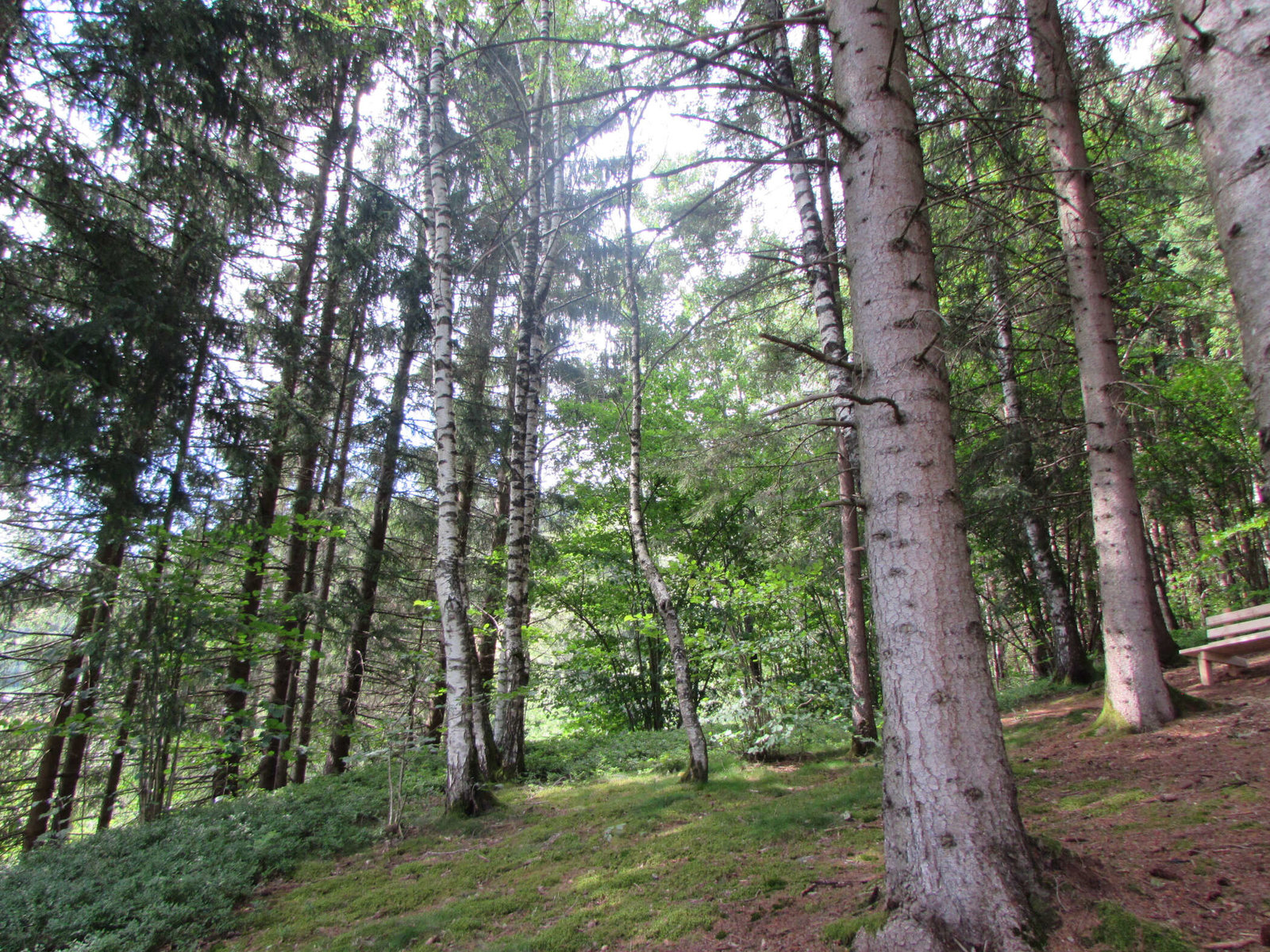 Naturbestattung Waldesruhe Mittersill 