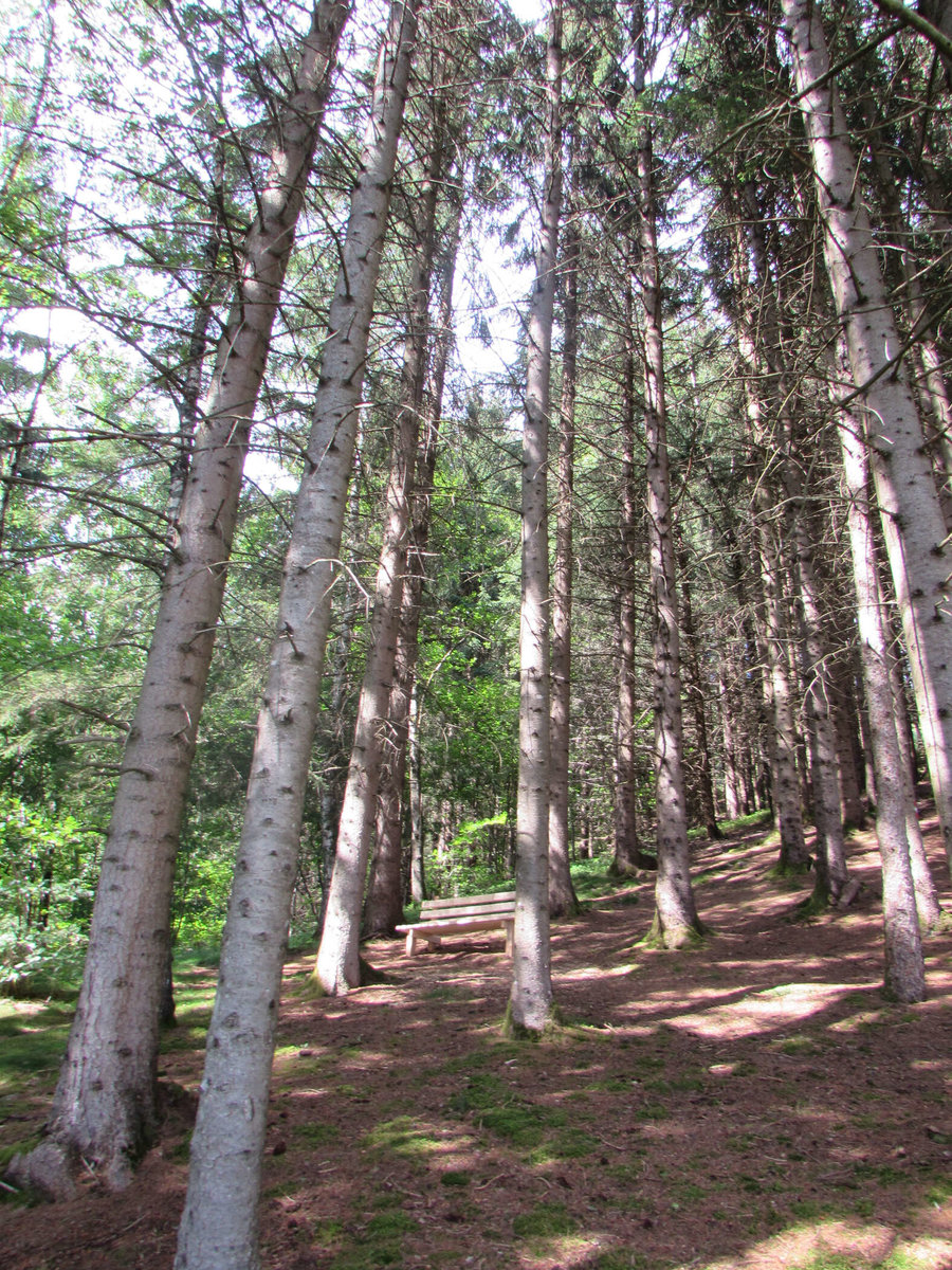 Naturbestattung Waldesruhe Mittersill 